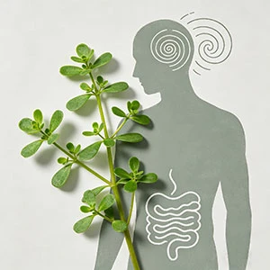 Quali sono gli effetti collaterali della Bacopa Monnieri?